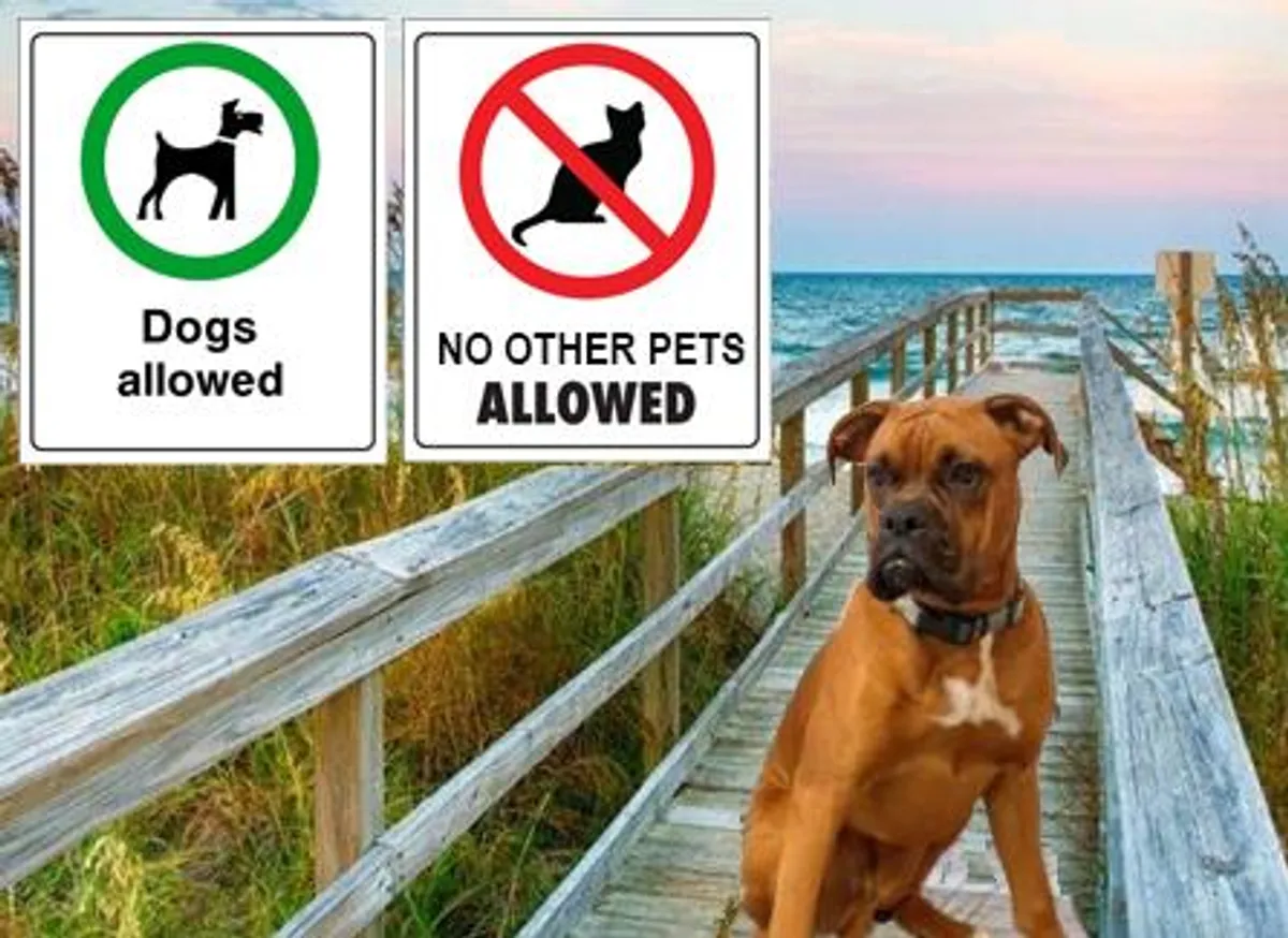 A friendly dog stands on a wooden boardwalk that leads toward the beach, accompanied by signage and surrounded by coastal scenery. The boardwalk's open design invites exploration, and the dog's presence highlights the property's pet-friendly atmosphere.